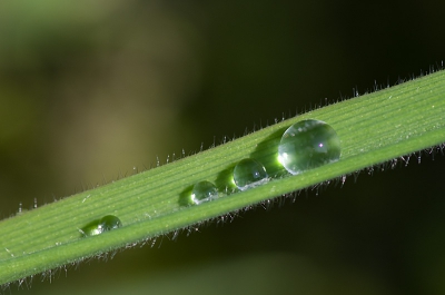 Het leek of ze er zo af zouden rollen, maar ze bleven keurig liggen. Ik vond het een mooi rijtje zo. Gemaakt vanaf statief, met zelfontspanner. Een klein randje rechts en boven eraf. Verder geen bewerkingen behalve verscherpt na verkleinen.