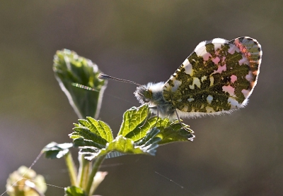 Na het wat rondgefladderd te hebben boven Pinksterbloemen ging dit oranjetipje even zitten op wat ontluikende blaadjes van een struik. 
Daarvan een tegenlicht opname gemaakt vanaf een npoot met 100mm macro lens.