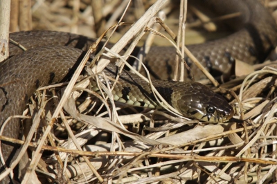 Vanochtend vroeg weg gegaan naar een schuilhut waar soms een ijsvogel zit.Al wachtende zag ik dat de rietstengels af en toe bewogen(geen wind)en hoorden ook wat riet kraken.Eerst dacht ik aan muizen of een rat?Toen ik zag wat het werkelijk was sloeg ik stijl achterover,een volwassen Ringslang van 70a80cm.Ondanks de adrinaline kon ik toch snel een paar platen maken voor dat ze weer in het struikgewas verdween.Mijn eerste