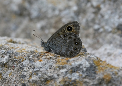 Deze soort heb ik alleen gezien bij het Ypsilou-klooster, waar de laatst overgebleven monnik me keihard uitlachte omdat ik van die rare houdingen aannam bij het fotograferen van de vlinder....
