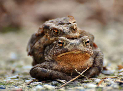 deze foto heb ik liggend op de grond gemaakt ,zonnige dag