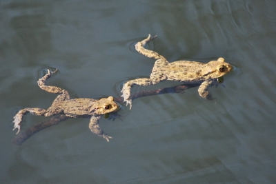 Mooi weer, mooi weer fotograferen! Liep langs een vijvertje waar het vol zat met deze mooie beestjes. Vond dit wel een grappige foto.