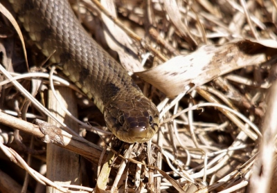 Nog een plaat van de Ringslang.Ik ben al zo'n 30 jaar in het veld en een eerste ontmoeting met een wilde slang is werkelijk geweldig.Dit zal ik nooit meer vergeten.Ik hoop dat jullie het ook wat vinden want ik ben pas begonnen met fotografie.
Marco