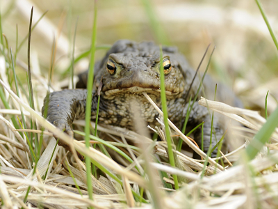 Ik kroop op mijn buik door het gras om de aanwezeige Blauwborsten
te kunnen fotograferen, toen ik deze Pad tegenkwam.
Prachtig en bijna onzichtbaar in zijn eigen biotoop.
Hij bleef lekker rustig zitten.