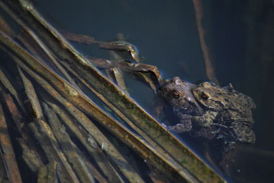 Deze foto was gemaakt op dezelfde dag als mijn andere paddenfoto. Deze was naar mijn mening ook wel geslaagd.