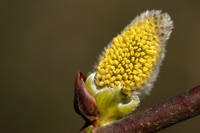 Deze kat hing boven ooghoogte dus op goed geluk met de camera gericht met dit als resultaat.