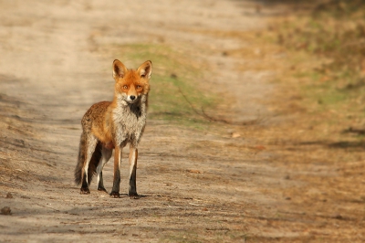 Na school nog snel een fietstochtje gemaakt. Na 5 jaar rondhangen in de natuur, is het me eindelijk gelukt om een vos op de gevoelige plaat vast te leggen. Een zalig en onvergetelijk moment! Hij stond een 40 meter (schatting) van me af.