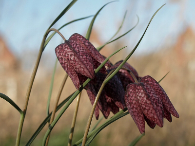 kieviets bloemen in de wind! ook aan het al me lo se kanaal midden in zwolle