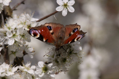 Tijdens het wachten op vogels in deze schitterende bloezem viel mijn oog op deze vlinder.
Ik heb nog totaal geen ervaring met deze soort,maar met een grote lens en van uit de hand ben ik toch verbaasd over het resultaat.Ik hoop jullie ook?