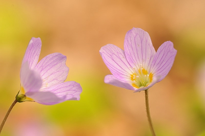 Op een enkele plaats in het gebied kleurt de Witte klaverzuring roze. Lekker in de luwte op de grond liggen dit beeld uitgekaderd.