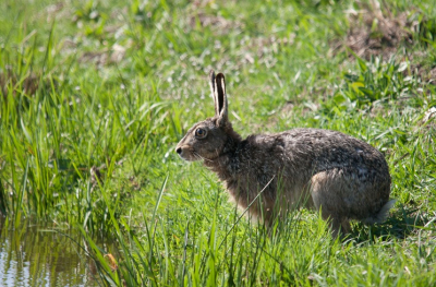 Vanmiddag even langs de polder geweest deze haas ging klaar zitten om naar de overkant van het slootje te springen.
