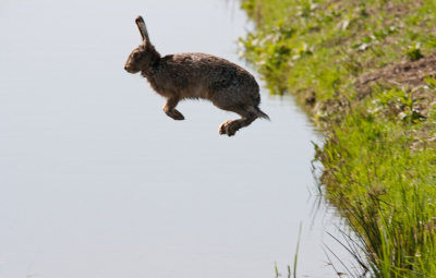 Deze foto is het vervolg van me vorige foto op deze foto springt de haas naar de overkant.