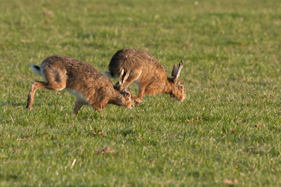 Die dag dat ik in de polder was samen met mijn stiefvader zaten de hazen wel met zn 12en bij elkaar ze werden helemaal wild om 1 vrouwtje die erbijzat

www.pbase.com/jonathanS