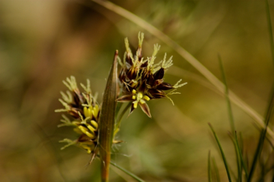 Lang moeten zoeken om deze bloeiwijze/plant op naam te kunnen brengen. Nooit geweten dat zoveel moois tussen ons gras staat in Nederland...

Kritiek/Advies is welkom