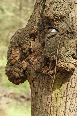 Afgelopen zondag ontmoeten we een beukenboom die met een strakke blik voor zich uitkeek.