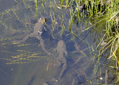 Zonder statief. Tegen de avond. Helder licht.
Bijna windstilte Vissen in de vijver niet actief wel de padden.