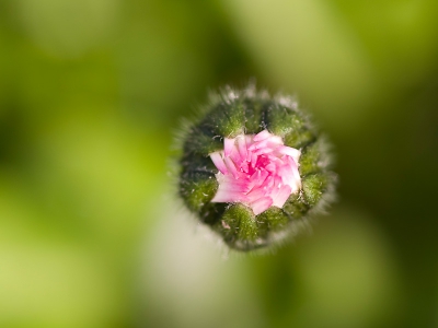 Ik heb wat gexperimenteerd met madeliefjes, hier recht van boven. Ik vond het roze er wel mooi uitspringen. Genomen vanaf statief met zelfontspanner, van raw naar jpeg, verkleind en usm.