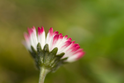 Hier het andere probeersel, het diafragma bewust zo groot mogelijk gelaten met de scherpte op de roze randjes. Ben benieuwd wat men ervan vindt. Gemaakt vanaf statief met zelfontspanner, volledige opname, raw naar jpeg, verkleind en usm.