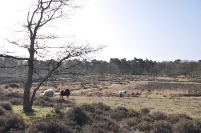 Workshop Landschapsfotografie van Natuurfotoworkshop.nl waaraan ik deelnam leverde o.a. dit plaatje op, een heidelandschap in Drenthe, nabij de Drentse Aa.