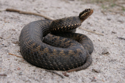 Dit plompe vrouwtje zat vlak bij een pad te zonnen, dus het was niet moeilijk haar mooi te fotograferen. Ze ging in een zeer mooie dreig-houding toen wij iets te dicht bij kwamen.