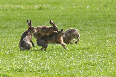 Deze foto laat zien dat de vrouwtjes het zwaar te voorduren hebben tijdens de rammeltijd  elk mannetje probeert wel op der rug te springen.