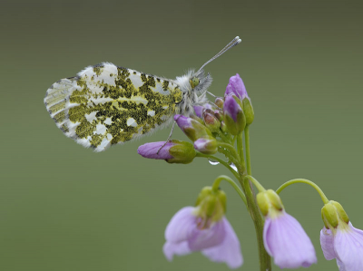 Nou eigelijk het zelfde verhaaltje als de vorige.
maar toen is deze er ook uit gekomen.
