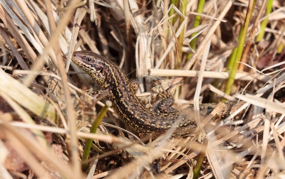 Vanmorgen eerst foto's gemaakt van de geoorde fuut. Daardoor was ik wat laat voor de adders (tegen 11 uur). Desondanks er nog wel twee gezien en deze levendbarende hagedis.