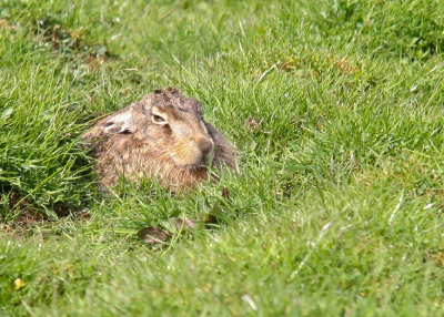 Deze haas keek me lekker boos aan toen ik hem zag liggen tussen de graspollen hij trok zich verder niks van me aan en bleef lekker in de zon liggen.
