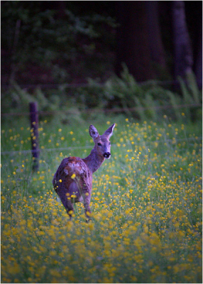 In een veld vol paardebloemen stond deze reegeit te grazen... Voor mij een leuk moment om vast te leggen.