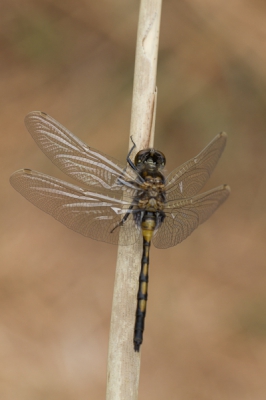 Deze libelle vloog rond tussen het riet en liet zich prima benaderen, zodat ik alle tijd had hem op de foto te zetten. Ik heb echter geen idee welke libelle het is, ik hoop dat iemand me kan helpen met de determinatie.