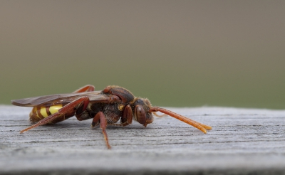 Een foto van de Gewone wespbij (Nomada flava) .Het zijn parasitaire bijen die geen stuifmeel verzamelen maar hun eitjes in een nestcel van b.v. zandbijen leggen.De larve dood bij uitkomen de larve van de gastheer en doet zich dan tegoed aan de voedsel voorraad.Ze heten daarom ook wel koekoeksbijen.
Het zijn geen rovers (vleeseters) want het zijn wel bijen.