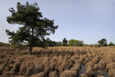 Foto gemaakt laag bij de grond met een hoekzoeker. Witbalans op 'bewolkt' gezet. (heldere lucht)