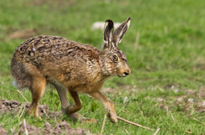 Deze haas kwam vandaag aardig dichtbij en dit leverde een serie mooie foto's op dit is er 1 van.