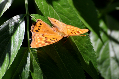 Cicle B is een groot natuurreservaat in Centraal Florida.
Veel verschillende vogels, vlinders e.d. In het aangrenzende Lake Hancock ook veel alligators. Een lui-lekker-land voor fotografen!