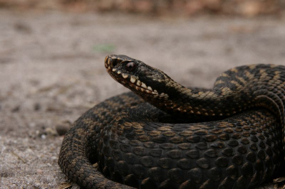 Een mooi vrouwtje zat op het pad, schrok van onze aanwezigheid en richtte zich meteen op