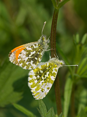 Misschien wordt iedereen de oranjetipjes wel zat hier, maar voor mij een klein primeurtje, eindelijk een paartje stilzittende oranjetipjes kunnen vastleggen. Wat een vreselijk beweeglijke vlinders zijn dat zeg... Jammer genoeg doken ze midden in de brandnetels - au - dus niet zo'n mooie achtergrond, maar toch wel tevreden met het resultaat.
Gemaakt vanaf eenbeenstatief gehurkt in de brandnetels, van raw naar jpeg, gehele opname, verkleind en verscherpt in PS.