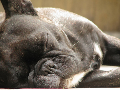 Een Franse Bulldog doet niets liever dan zonnebaden. Bij deze...