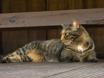 De jongste van onze 4 katten. Gehandicapt geboren (mist een halve voorpoot)