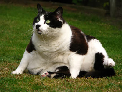 Onze dikke kater. Zoon van Flodder. Broer van Fiebel.