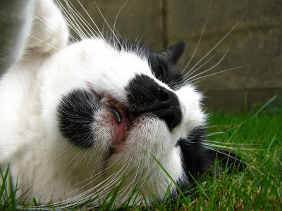 Onze Frodo wordt, in tegenstelling tot onze andere huisdieren, zeer graag gefotografeerd. Van hem heb ik dan ook de meeste foto's. Hier "Up close and very lazy"