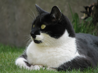 Onze Fiebel is de beste jager van de 4 katten. Onlangs spijtig genoeg nog een vleermuis neergehaald.