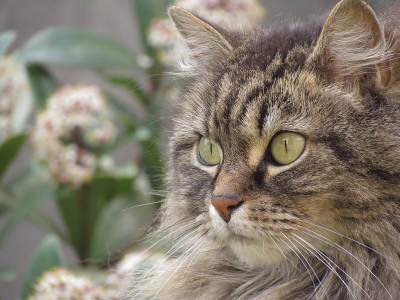 Onze eerste kat. Gevonden in de tuin van de buren met 4 weekjes oud. Een ander jong uit het nest was al doodgebeten door de buurhonden.