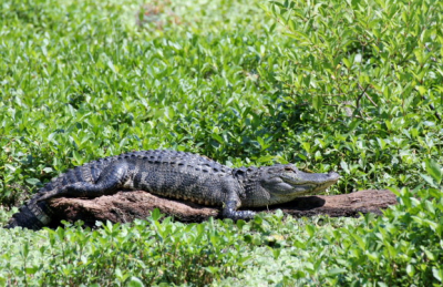 De alligators maken een knorrend geluid. Je hoort ze vaker dan dat je ze ziet. Maar deze grote jongen lag vandaag op een boomstam te zonnen. Ze staan overigens ook op het menu van diverse restaurants. Maar dit terzijde.