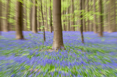 Hier foto  2 van mijn trip naar het Hallerbos. Alhoewel vaker gedaan blijft deze inzoom techniek mij boeien.

Met verschillende sluitertijden  varirend van 1/3 tot aan 1/30ste gexperimenteerd. Uiteindelijk werd het vanaf 1/20ste  wat meer het Hallerbos en was er nog iets van een onderwerp zichtbaar. Beide kleuren lopen lekker de foto mijns inziens ben benieuwd of dit in de smaak valt..