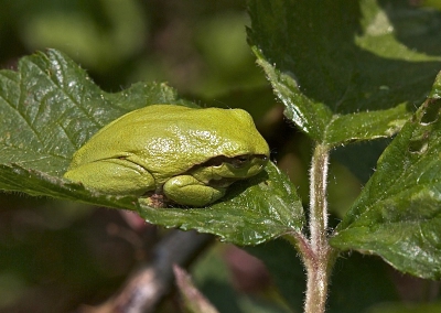 Moest nogal veel moeite doen om het boomkikkertje,  voorzichtig en zonder kleerscheuren te benaderen, want het zat precies midden in een braamstruik.
Uit de hand genomen met 100mm macro.