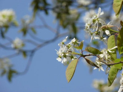 Van onder een boom naar boven gefotografeerd, focus op eerste tak.