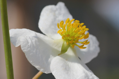 De oevers van het meer staan er vol mee.Tussen de bladeren zoeken veel vogels hun voedsel. Libellen zitten op de pijlpunten.