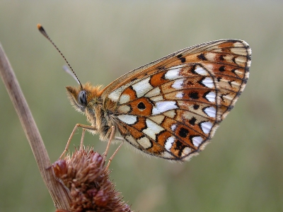 Soms zouden omstandigheden als licht en rustige achtergrond wat meer mee moeten werken, zoals op deze foto.... Maar bij vlinders heb je dat meestal niet voor het zeggen. Deze foto is genomen aan het eind van de dag, toen de vlinders niet meer zo vliegerig waren en ik dus wat meer kon doen met de achtergrond....
