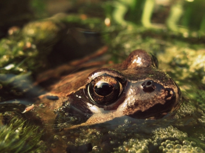 Ik heb lang moeten wachten totdat ik deze foto kon maken. Deze kikker sprong namelijk steeds weg! Toch is het gelukt deze foto te maken, en ik ben uiterst tevreden. Het oog is namelijk ragscherp!