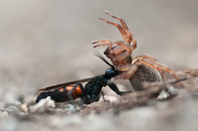De zandpaden op de heide barsten nu van het leven. Overal groene zandloopkevers, graafwespen en spinnendoders. Niets heerlijkers dan languit op het zand liggen. Laag standpunt en k(l)ikken maar...